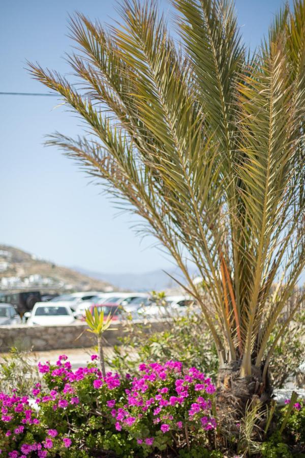 Eleftheria Hotel & Apartments Ornos  Exterior photo